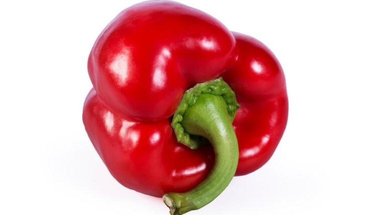 تصاویر استوک فلفل دلمه ای قرمز   Photo Bell Pepper