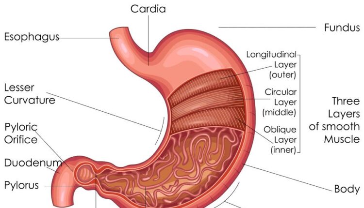وکتور های کاربردی بدن انسان   Medical Education of Biology