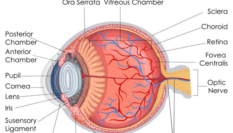 وکتور های کاربردی بدن انسان   Medical Education of Biology