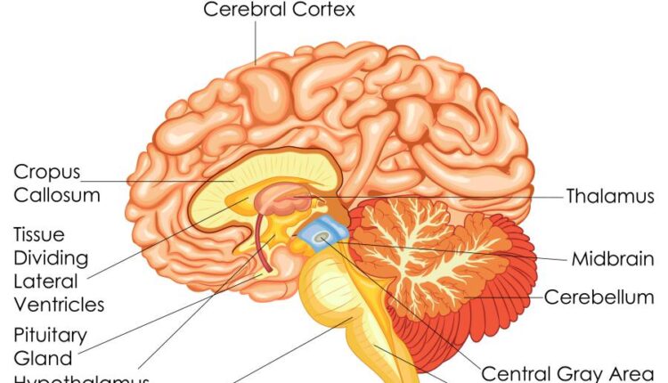 وکتور های کاربردی بدن انسان   Medical Education of Biology
