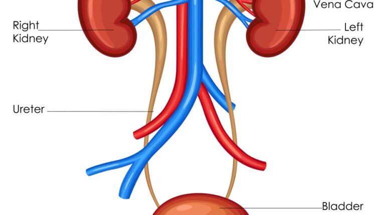وکتور های کاربردی بدن انسان   Medical Education of Biology