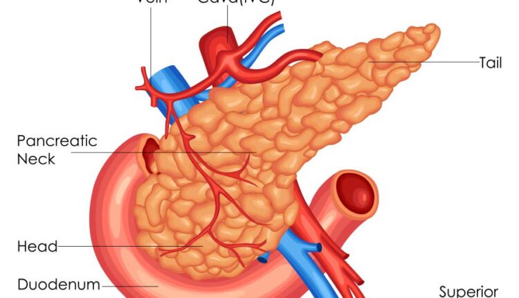 وکتور های کاربردی بدن انسان   Medical Education of Biology