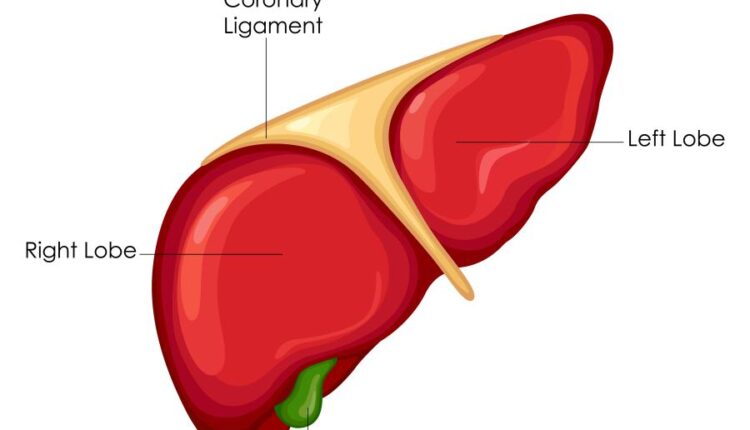 وکتور های کاربردی بدن انسان   Medical Education of Biology