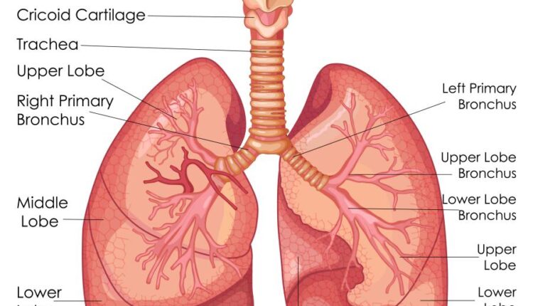 وکتور های کاربردی بدن انسان   Medical Education of Biology