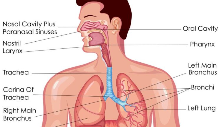 وکتور های کاربردی بدن انسان   Medical Education of Biology