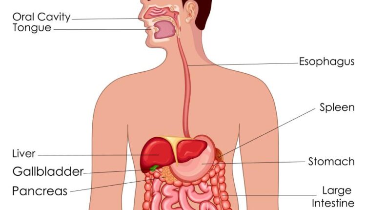 وکتور های کاربردی بدن انسان   Medical Education of Biology