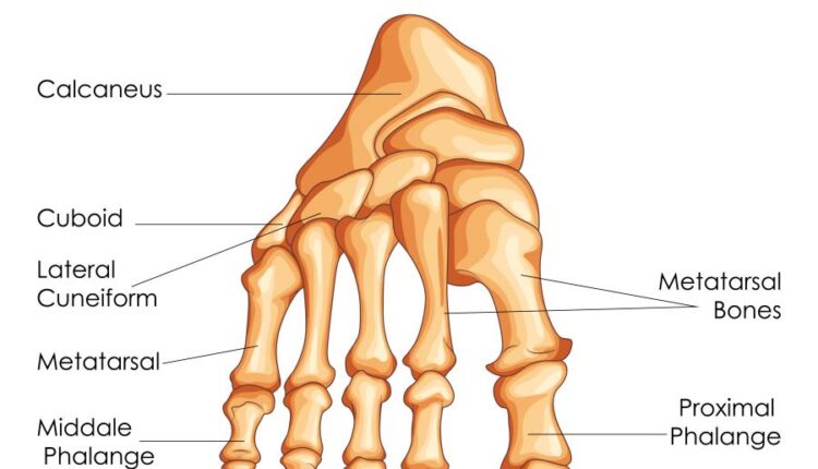وکتور های کاربردی بدن انسان   Medical Education of Biology