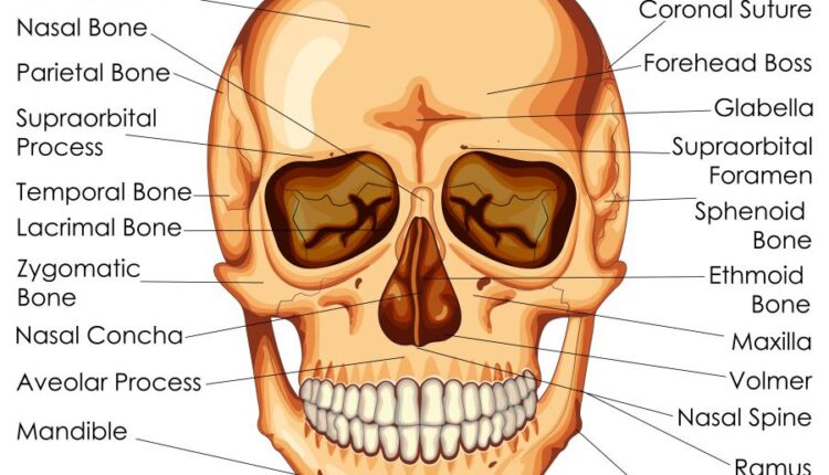 وکتور های کاربردی بدن انسان   Medical Education of Biology
