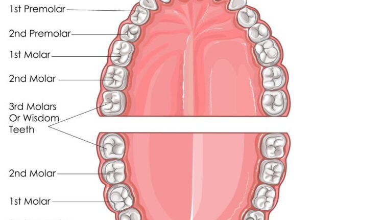 وکتور های کاربردی بدن انسان   Medical Education of Biology