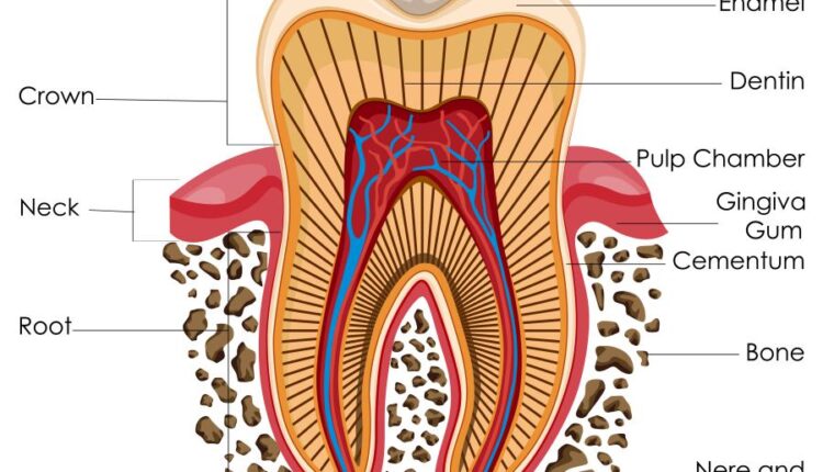 وکتور های کاربردی بدن انسان   Medical Education of Biology