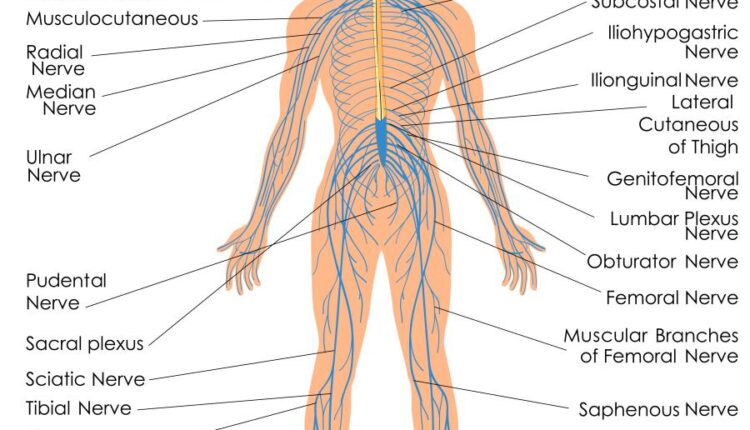وکتور های کاربردی بدن انسان   Medical Education of Biology