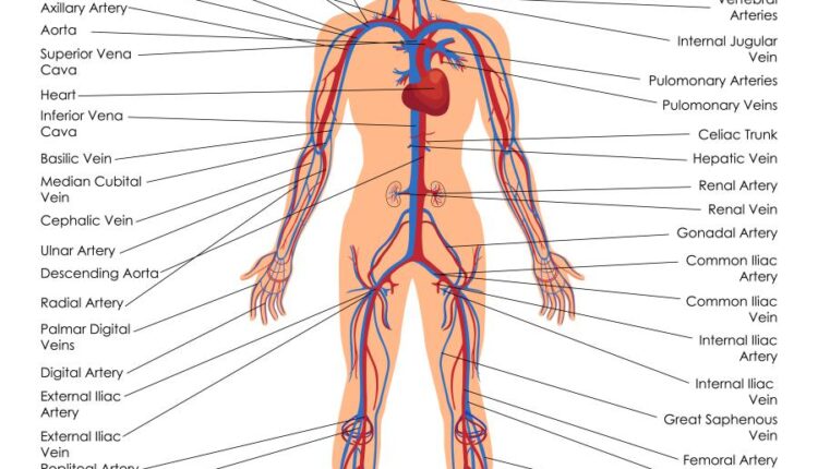 وکتور های کاربردی بدن انسان   Medical Education of Biology
