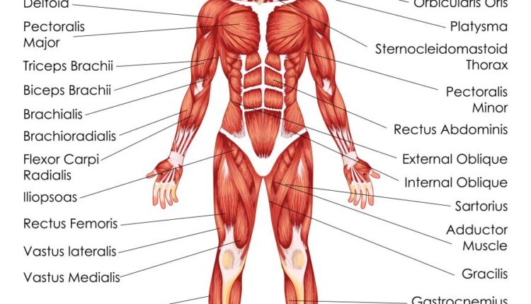 وکتور های کاربردی بدن انسان   Medical Education of Biology