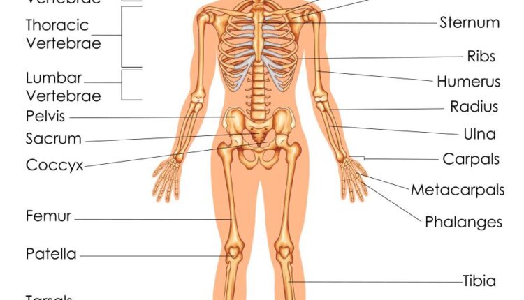 وکتور های کاربردی بدن انسان   Medical Education of Biology