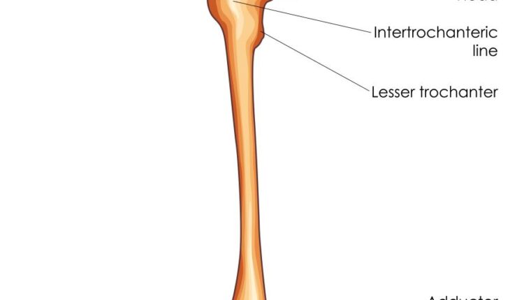 وکتور های کاربردی بدن انسان   Medical Education of Biology
