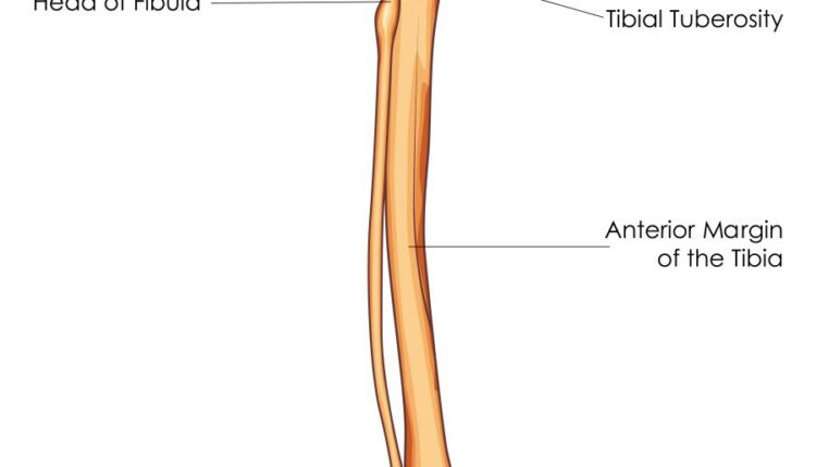 وکتور های کاربردی بدن انسان   Medical Education of Biology