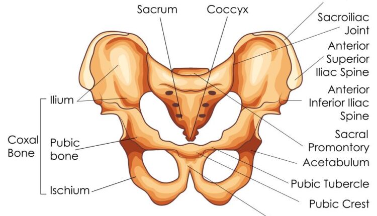 وکتور های کاربردی بدن انسان   Medical Education of Biology