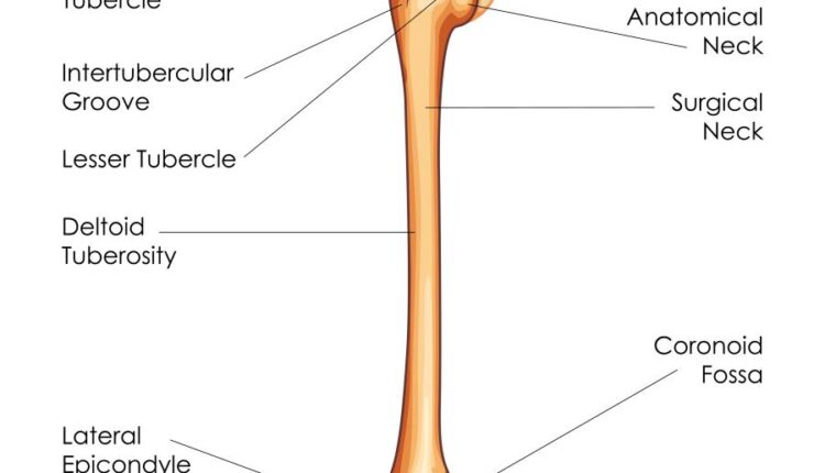 وکتور های کاربردی بدن انسان   Medical Education of Biology
