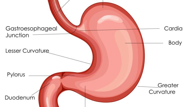 وکتور های کاربردی بدن انسان   Medical Education of Biology