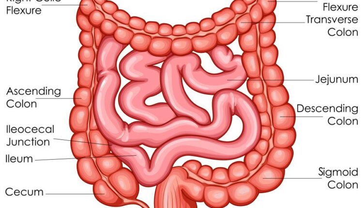 وکتور های کاربردی بدن انسان   Medical Education of Biology