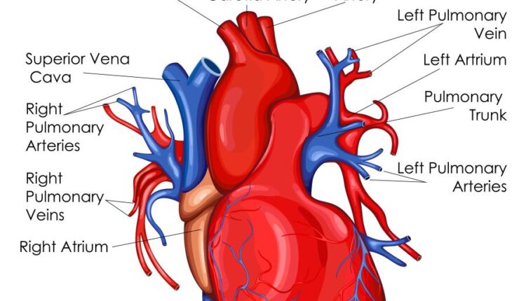 وکتور های کاربردی بدن انسان   Medical Education of Biology