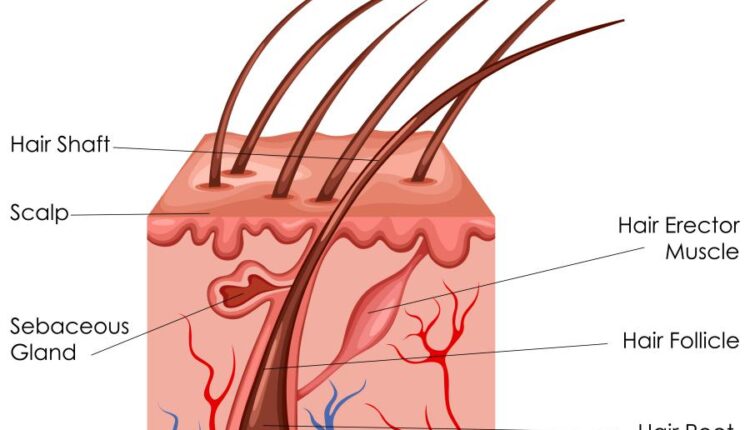 وکتور های کاربردی بدن انسان   Medical Education of Biology