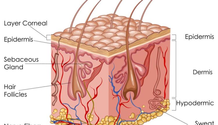 وکتور های کاربردی بدن انسان   Medical Education of Biology