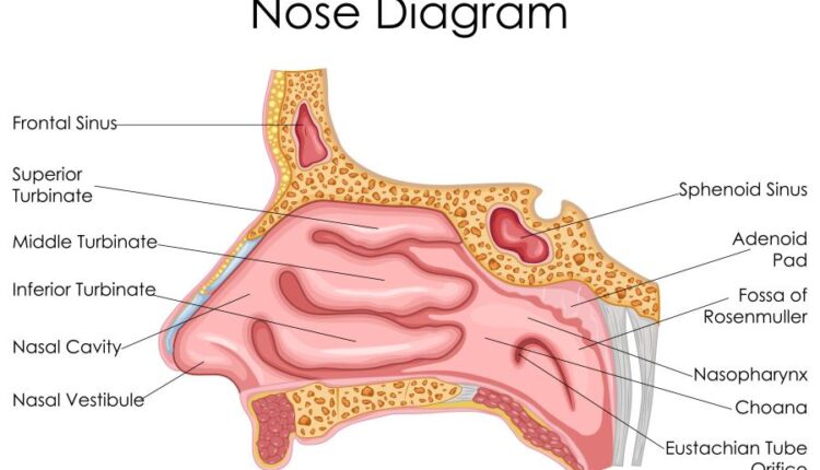 وکتور های کاربردی بدن انسان   Medical Education of Biology