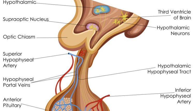 وکتور های کاربردی بدن انسان   Medical Education of Biology