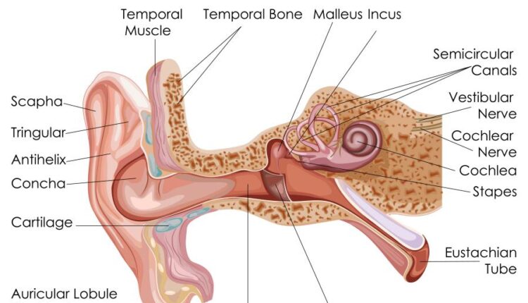 وکتور های کاربردی بدن انسان   Medical Education of Biology