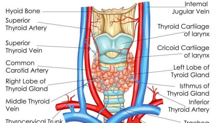 وکتور های کاربردی بدن انسان   Medical Education of Biology