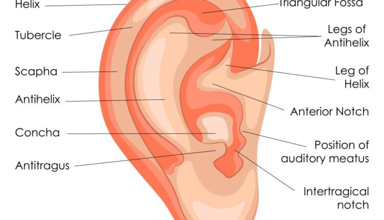 وکتور های کاربردی بدن انسان   Medical Education of Biology