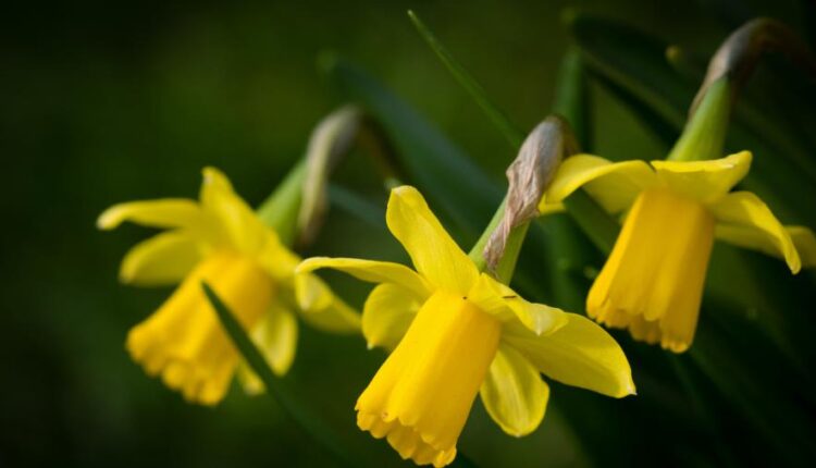 سری بیست و ششم پس زمینه های با کیفیت 4K