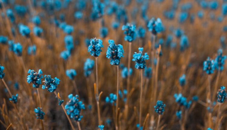 سری بیست و ششم پس زمینه های با کیفیت 4K