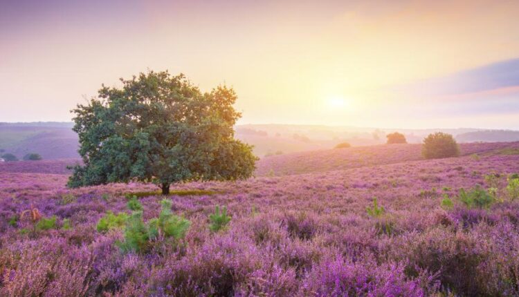 سری بیست و ششم پس زمینه های با کیفیت 4K