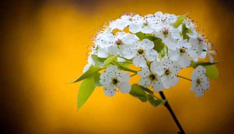 سری بیست و ششم پس زمینه های با کیفیت 4K