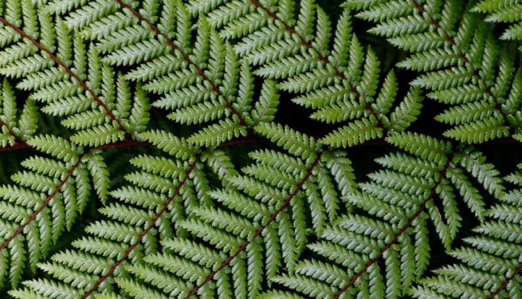 سری بیست و ششم پس زمینه های با کیفیت 4K