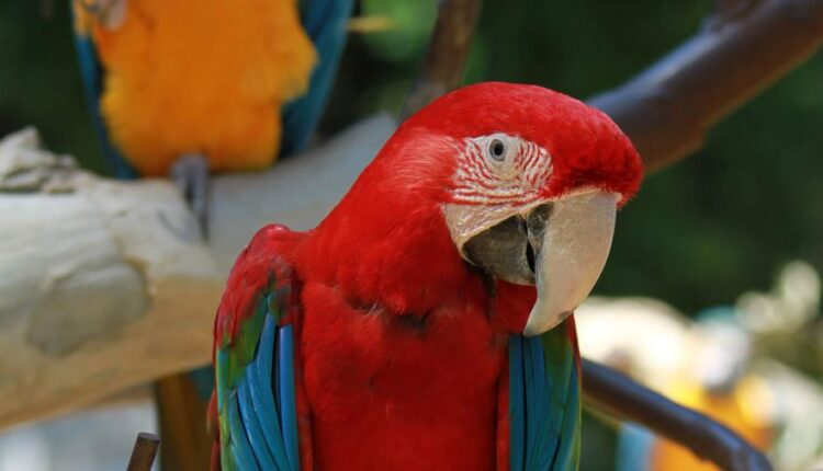 تصویر زمینه حیوانات