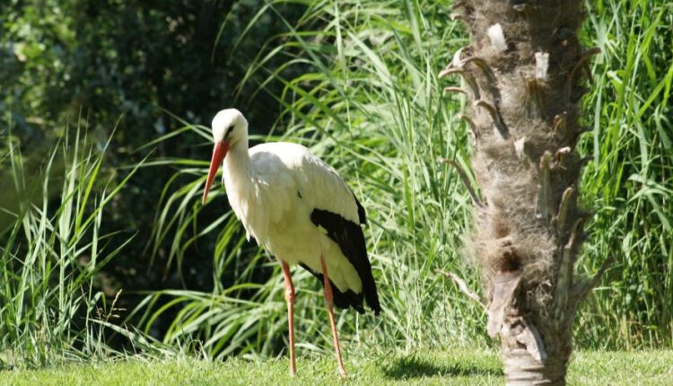 بک گراند حیوانات