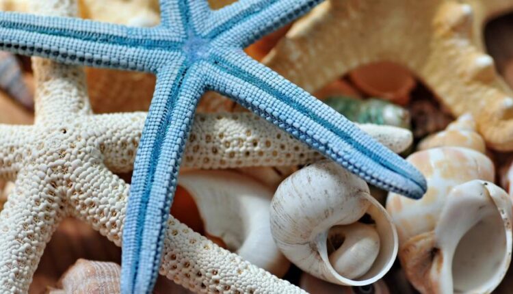 بک گراند ستاره