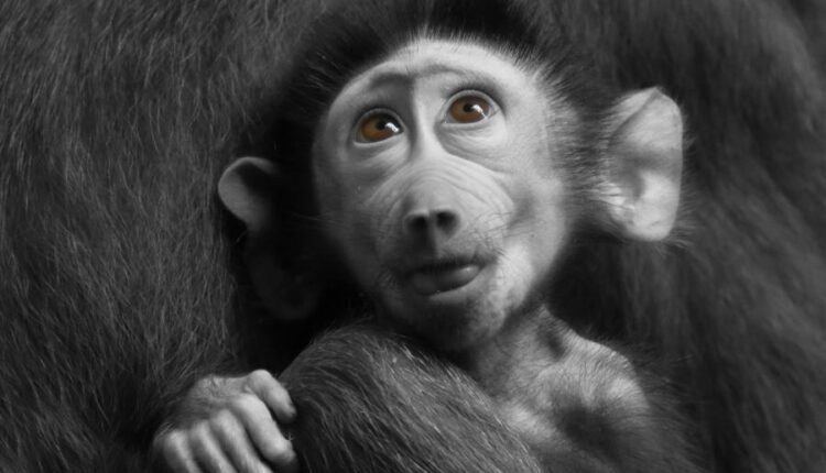 تصویر زمینه حیوانات