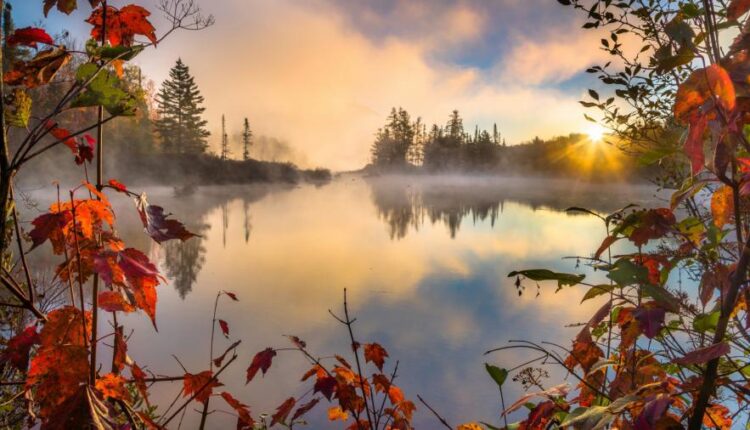 والپپپر طبیعت