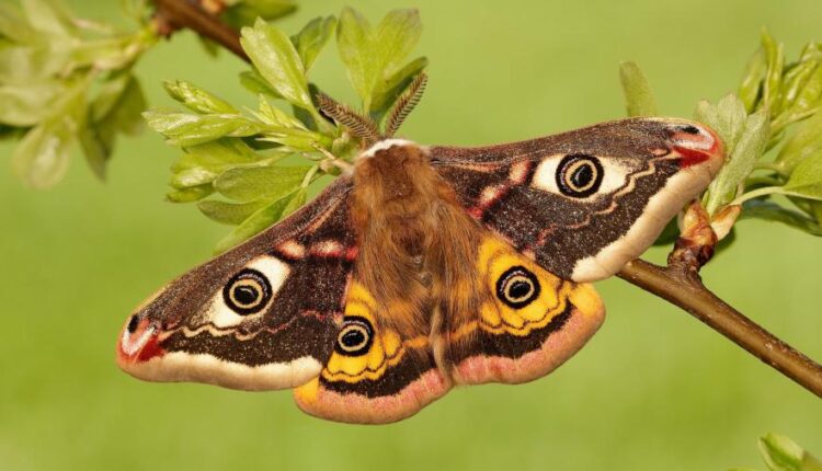 والپپپر پروانه