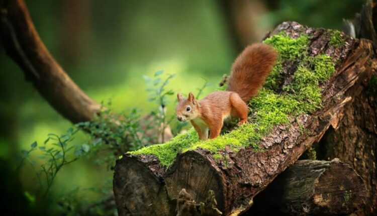 والپیپر زیبا برای موبایل