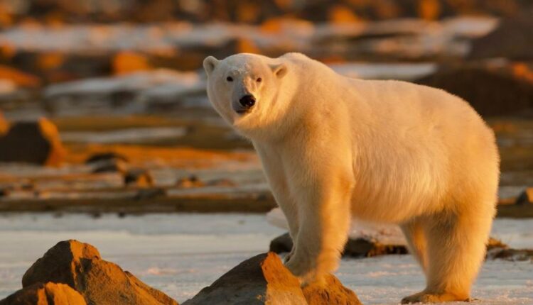 سری بیست و هشتم تصویر زمینه های متنوع با کیفیت   Wallpapers