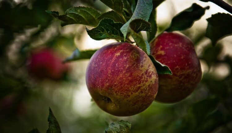 سری بیست و هشتم تصویر زمینه های متنوع با کیفیت   Wallpapers