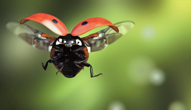 بک گراند حیوانات