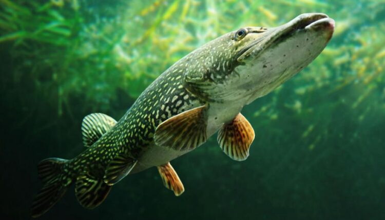 تصویر زمینه 4K