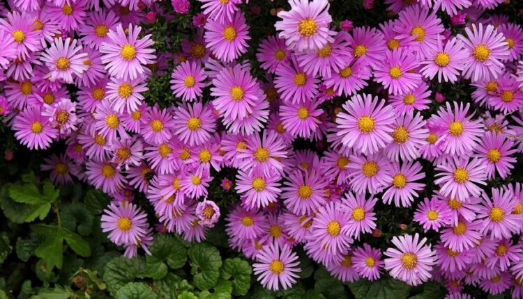 سری بیست و نهم عکس زمینه های متنوع با کیفیت   Wallpapers