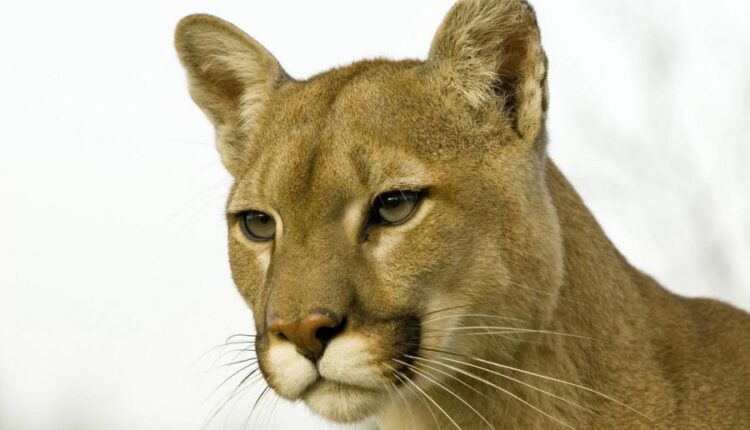 سری بیست و نهم عکس زمینه های متنوع با کیفیت   Wallpapers